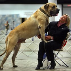 Содержание и уход за собакой