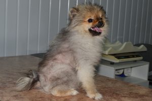 Развитие заболевания алопеции у шпицев и методы лечения