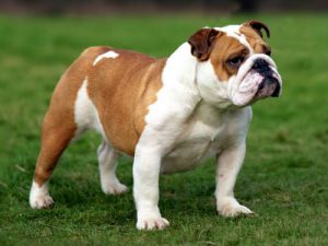 Английский бульдог: описание породы, ее плюсы и минусы, характер животного