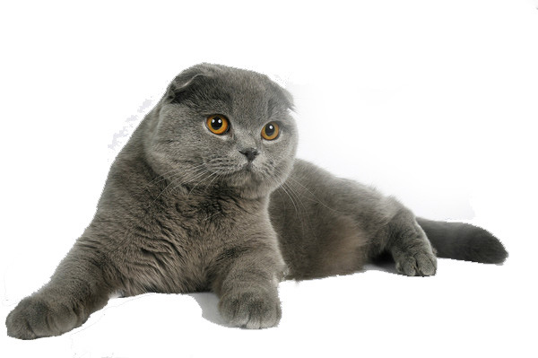 Обзор редких и распространенных окрасов кошек и особенности ухода за шерстью