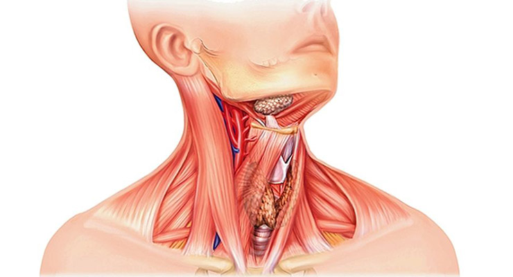 Опухоли Опухоли