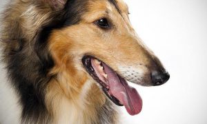 морда колли