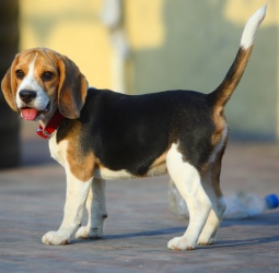 бигль собака