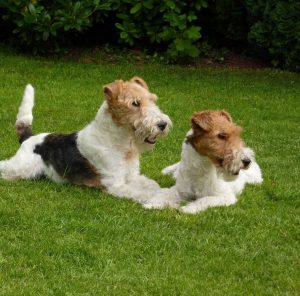 Маленькие, но невероятно сильные щенки Фокстерьер жесткошерстный: описание и отзывы о породе