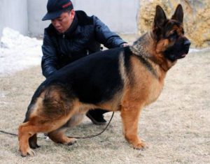 овчарка китайская с хозяином