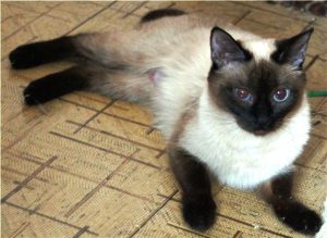 Вечный котенок скиф тай дон (скиф той боб, той боб): знакомимся с породой