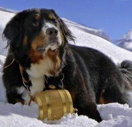 История породы породы