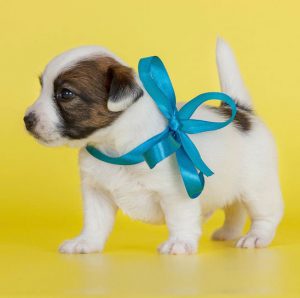 Лучшие и запоминающиеся клички для Джек Рассел терьера: как придумать имя для мальчика и девочки?