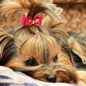 Энергичный и красивый коротыш Йоркширский терьер мини: уход и содержание собаки