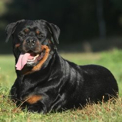 Вес взрослой собаки