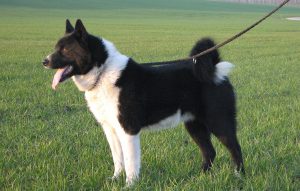 черно-белая лайка