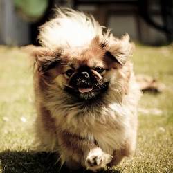 пекинес достоинства