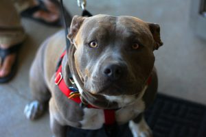 морда питбультерьера