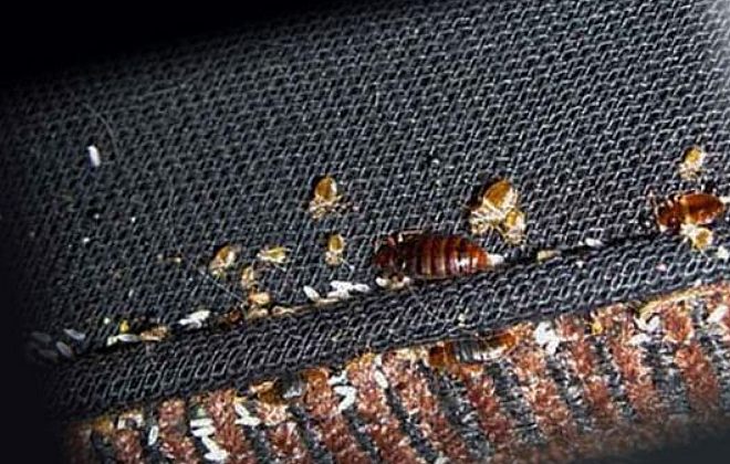 клоп и личинки