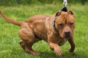 питбультерьер бежит