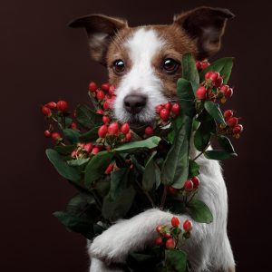 Обаятельные и преданные питомцы Джек Рассел терьер: стандарт породы, размеры и вес