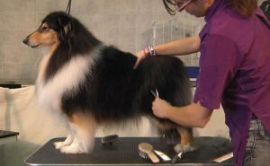 уход за шерстью