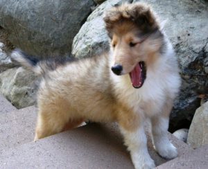 милый щенок колли