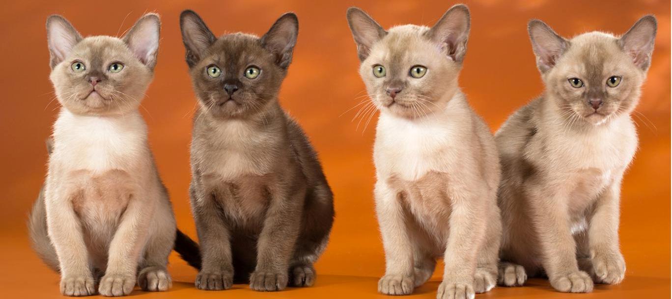 Одна из самых реких пород кошек Бурманская: описание и характер домашних любимцев