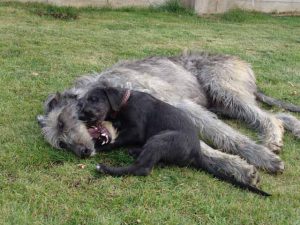 Ирландский волкодав: ищем подход к благородному гиганту