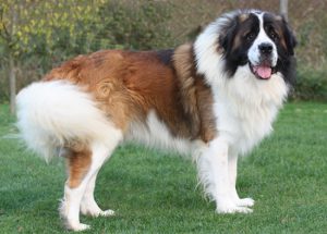 Разновидности сторожевых пород собак для частного дома