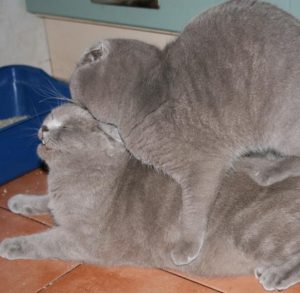 Важные правила и советы по вязке Шотландской вислоухой кошки: отзывы владельцев