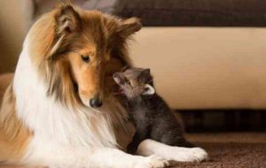 колли и лисенок