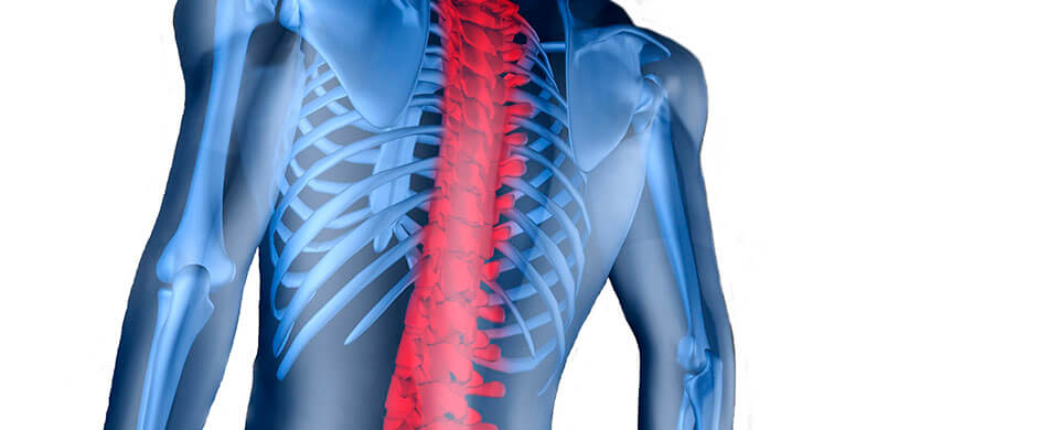 Строение позвоночника человека Строение позвоночника человека
