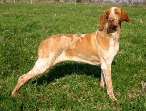 Древнейшая порода собак итальянский бракк: как найти к ней подход