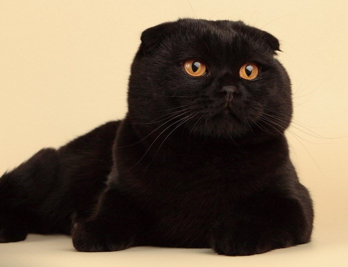 Обзор редких и популярных окрасов шотландской вислоухой кошки