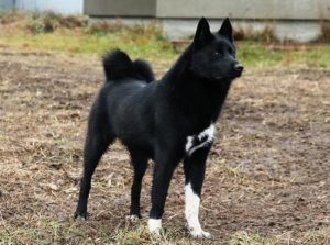 Уравновешенная и любопытная японская лайка: происхождение и характер