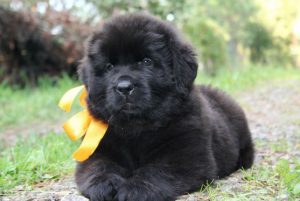 Знакомимся: большой и пушистый, с высоким интеллектом водолаз или ньюфаундленд