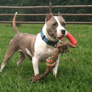 Азартная и волевая порода Питбультерьер (Питбуль): характеристика, сколько стоит?