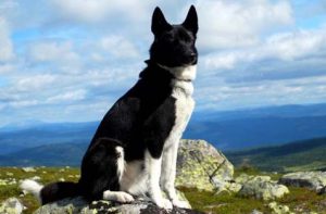 черно-белая лайка