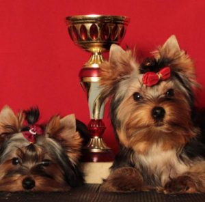 Неутомимая и невероятно смелая кроха Йоркширский терьер: описание породы, сколько стоит?