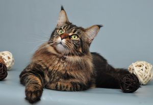 Мейн кун: особенности характера, возможные хронические заболевания