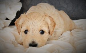 Гипоаллергенный лабрадудль: питомец с нелиняющей шерстью