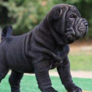 Шарпей: красота домашнего любимца не зависит от цвета шерсти