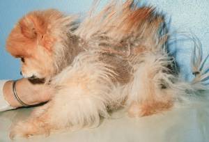 Развитие заболевания алопеции у шпицев и методы лечения