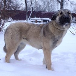 Уход и кормление овчарки