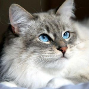 Самые впечатляющие и уникальные окрасы Сибирской кошки: описание породы