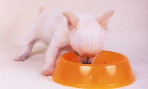 Болезни собак чихуахуа: симптомы и лечение