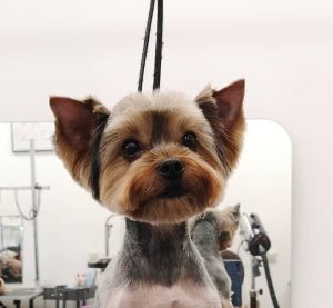 Выбираем лучшую стрижку для Йорков мальчиков: варианты и фото причесок