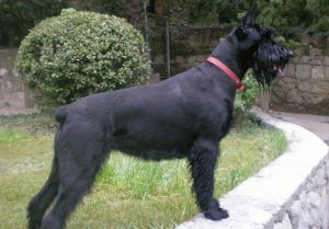 Немецкий ризеншнауцер: особенности характера питомца