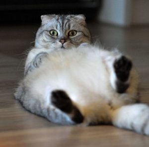 Важные правила и советы по вязке Шотландской вислоухой кошки: отзывы владельцев