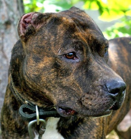 Разнообразие допустимых генетических окрасов питбуля: редкие и часто встречающиеся