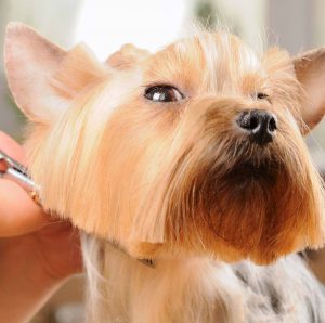 Обзор лучших и оригинальных причесок для Йорков: советы по стрижке и фото