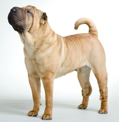 Шарпей: красота домашнего любимца не зависит от цвета шерсти