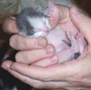 Вся полезная информация о том, сколько длятся роды и беременность Шотландской кошки