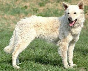 Знакомимся с муди: собака с задорным, веселым нравом